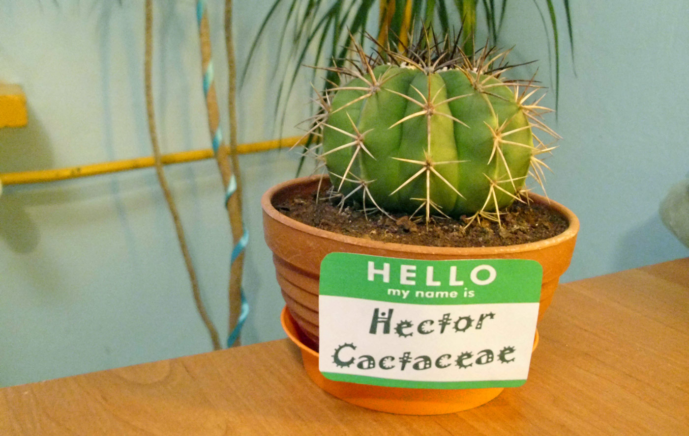 Hector-Cactus